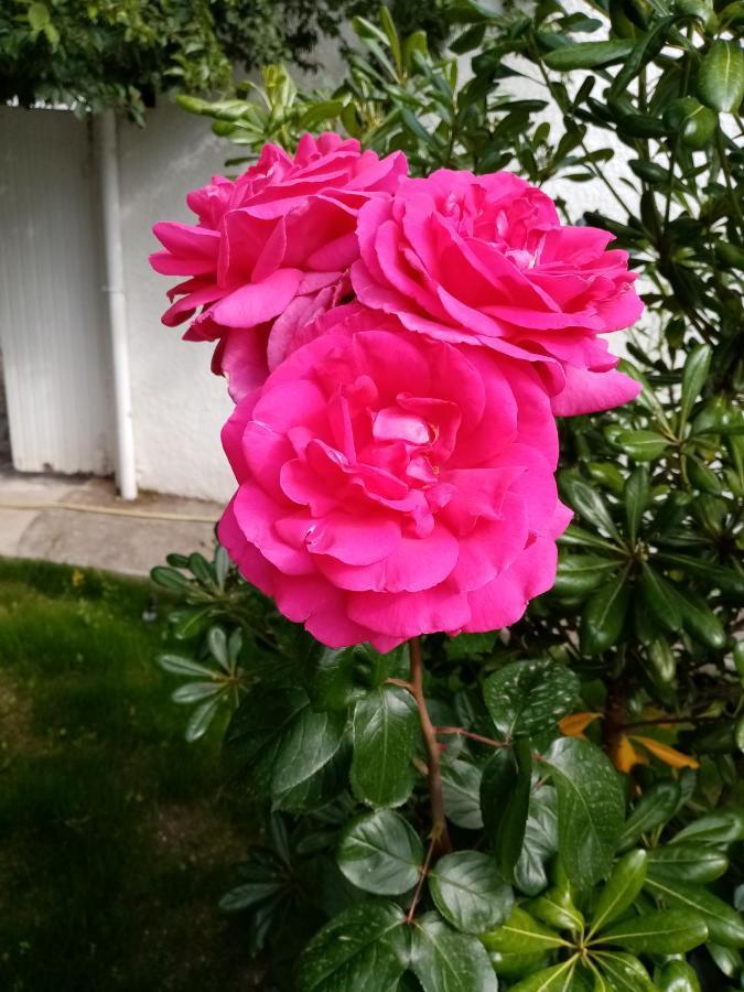 Le Flamant Rose Salin-de-Giraud Extérieur photo